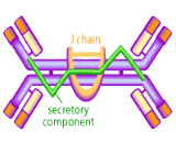 Secretory Immunoglobulin A (sIgA)