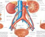 Seminal Vesicle Occlusion (SVO)