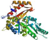 Serine Palmitoyltransferase, Long Chain Base Subunit 2 (SPTLC2)