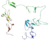 Serine Peptidase Inhibitor Kazal Type 5 (SPINK5)