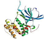 Serum/Glucocorticoid Regulated Kinase 1 (SGK1)