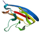 Sialic Acid Binding Ig Like Lectin 12 (SIGLEC12)