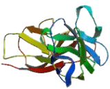 Sialic Acid Binding Ig Like Lectin 6 (SIGLEC6)