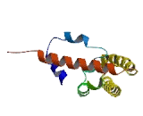 Signal Transducer And Activator Of Transcription 4 (STAT4)