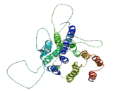 Solute Carrier Organic Anion Transporter Family, Member 1A3 (SLCO1A3)