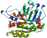 Sorbitol Dehydrogenase (SDH)