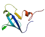 Sp100 Nuclear Antigen (Sp100)