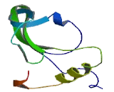 Spermatogenesis Associated Protein 8 (SPATA8)