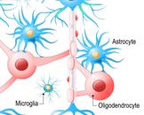 Spinal Cord Astrocytes (SCA)