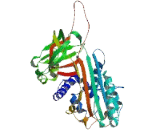 Squamous Cell Carcinoma Antigen 1/2 (SCCA1/SCCA2)