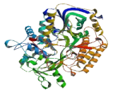 Succinate Dehydrogenase Complex Subunit A (SDHA)