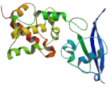 Succinate Dehydrogenase Complex Subunit B (SDHB)