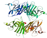 Superoxide Dismutase 3, Extracellular (SOD3)