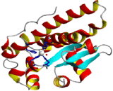 Superoxide Dismutases (SOD)