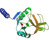 Surfactant Associated Protein A2 (SPA2)