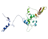 T Complex Protein 11 Like Protein 1 (TCP11L1)