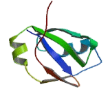 Tar DNA Binding Protein 43kDa (TDP43)