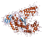 Taq Polymerase (Taq)