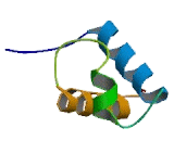 Telomeric Repeat Binding Factor 2 (TERF2)