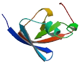 Threonyl tRNA Synthetase (TARS)