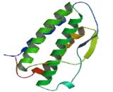 Thrombopoietin (TPO)