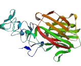 Thrombospondin 3 (THBS3)