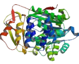 Thymidine Phosphorylase (TP)