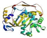 Thymidylate Synthetase (TYMS)