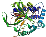 Thyroxine Binding Globulin (TBG)