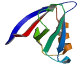 Tight Junction Protein 3 (TJP3)