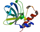 Tissue Inhibitors Of Metalloproteinase 4 (TIMP4)