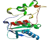 Tolloid Like Protein 1 (TLL1)