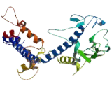 Trans Golgi Network Protein 1 (TGOLN1)