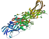 Transglutaminase 1 (TGM1)