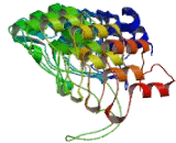 Transient Receptor Potential Cation Channel Subfamily A, Member 1 (TRPA1)