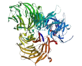 Transmembrane Protein 131 (TMEM131)