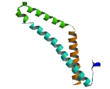 Tricellulin (TRIC)