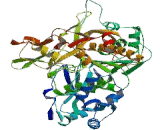 Tripeptidyl Peptidase I (TPP1)