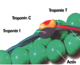 Troponin T (TNT)