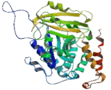 Tubulin Beta 1 (TUBb1)