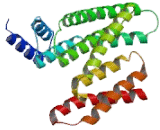 Tyrosine 3/Tryptophan 5 Monooxygenase Activation Protein Theta (YWHAq)