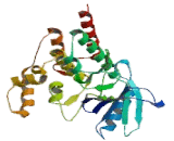 Tyrosine Kinase 2 (Tyk2)