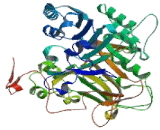 Tyrosyl DNA Phosphodiesterase 1 (TDP1)