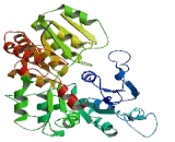 UDP Glucuronosyltransferase 1 Family, Polypeptide A4 (UGT1A4)