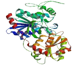 UDP Glucuronosyltransferase 2 Family, Polypeptide B1 (UGT2B1)