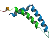 Ubiquinol Cytochrome C Reductase Hinge Protein (UQCRH)