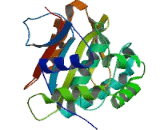 Ubiquitin Carboxyl Terminal Hydrolase L1 (UCHL1)