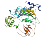 Ubiquitin Like Modifier Activating Enzyme 3 (UBA3)