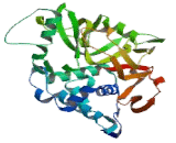 Ubiquitin Specific Peptidase 8 (USP8)