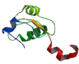 Mitochondrial Uncoupling Protein 2 (UCP2)